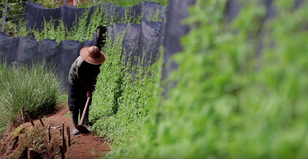 DIVINI-THE | ACCUEIL | Cultivateur dans un champs