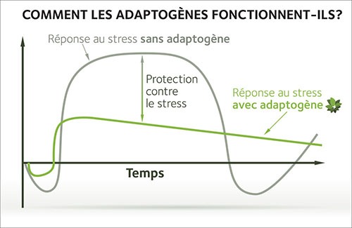 DIVINI-THE | DÉCOUVRIR | Graph adaptogènes vs réponse au stress